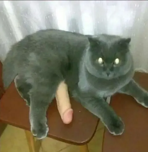 Кот с неожиданным сюрпризом
