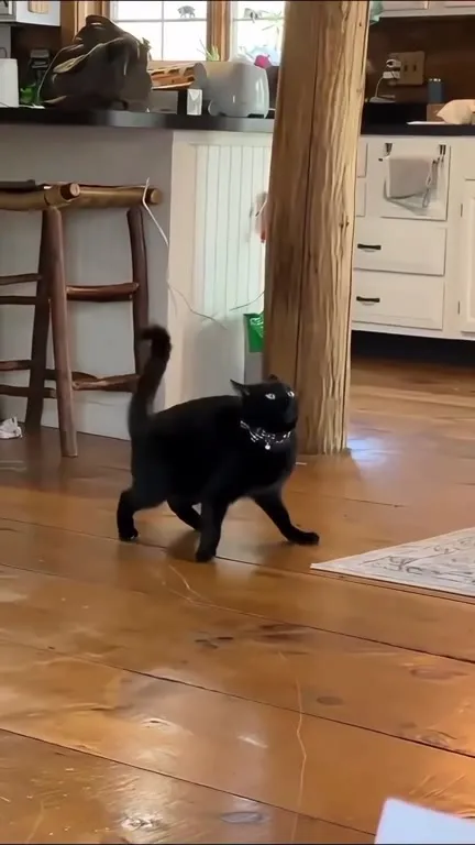 Чёрный кот прощается с дедом