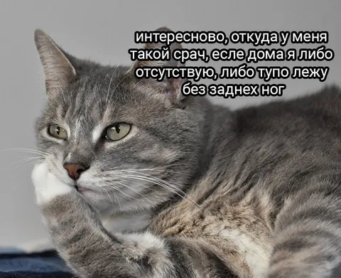 Кот без задних ног