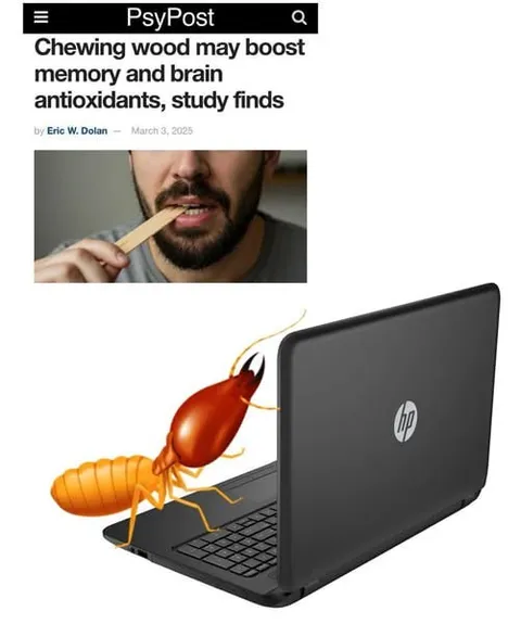 Termite Chewing Laptop Wood