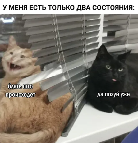 Два состояния кота