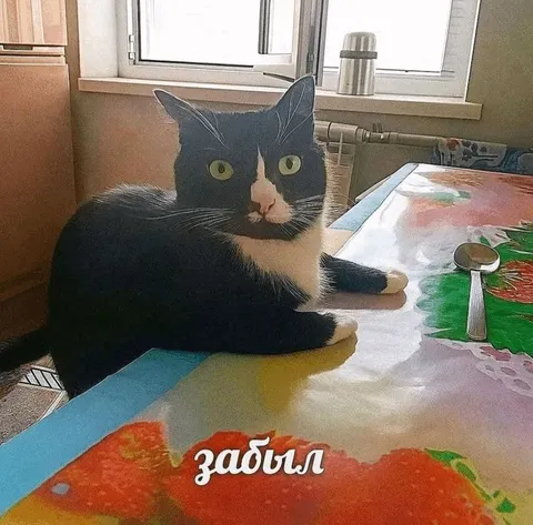Кот, который всё забыл