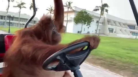 Orangutan Sopranos Opening