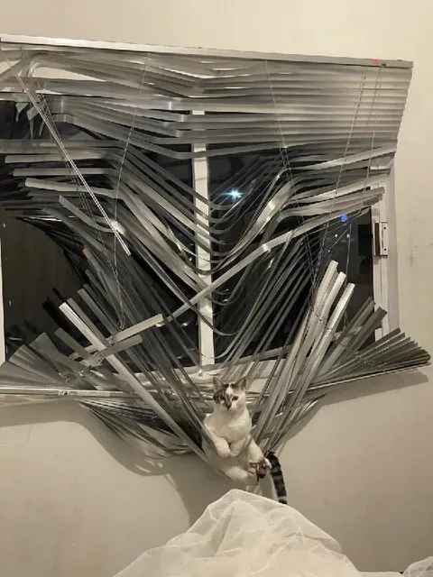 Кот и разрушенные жалюзи