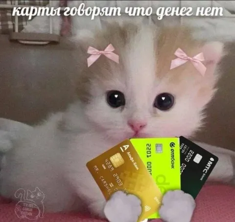 Котёнок с банковскими картами