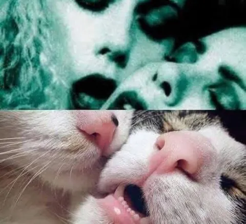 Коты целуются как влюблённые