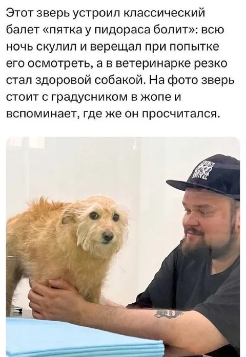 Собака с градусником в жопе