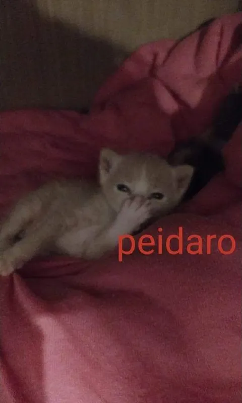 Котёнок на розовом пледе