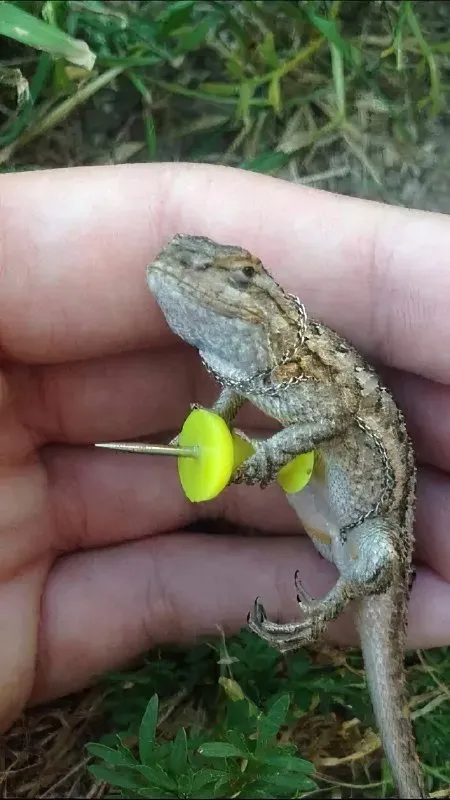 Ящерица из Elden Ring