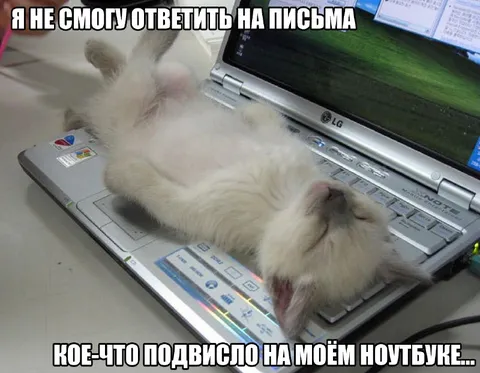 Кот не отвечает на письма