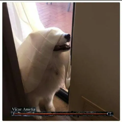 Dog as Vicar Amelia
