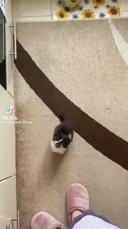 Котёнок просится на ручки