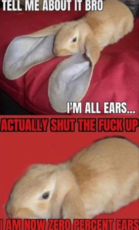 Rabbit Is All Ears
