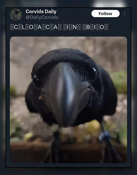 Crying Crow Close-Up