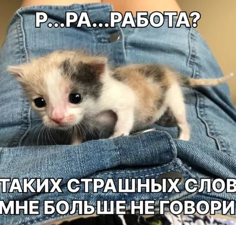 Котёнок боится слова работа