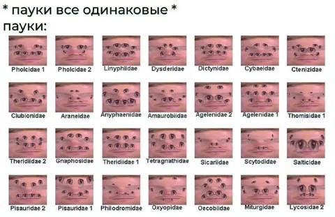 Пауки все одинаковые