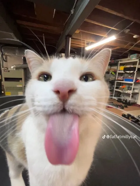 Кот с высунутым языком