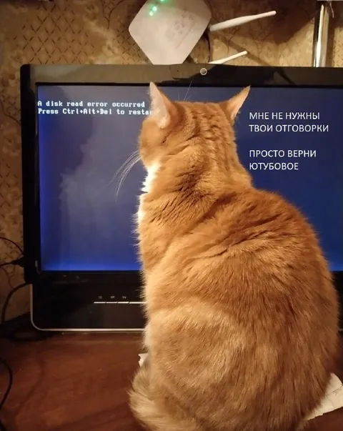 Кот требует вернуть ютубовое