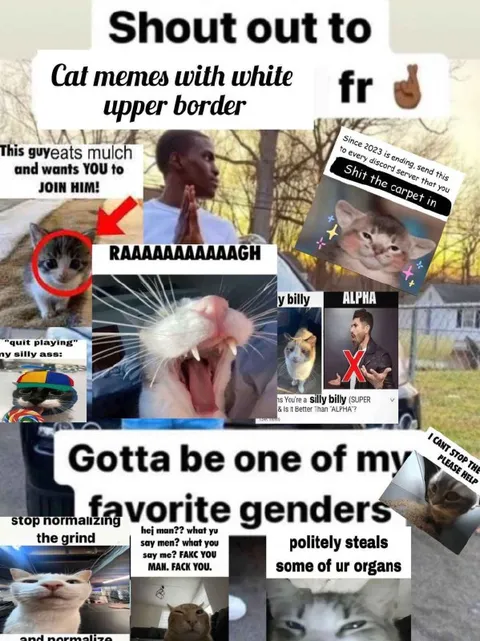 Cat Memes With White Upper Border