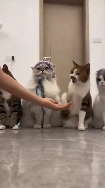Коты поют Hello
