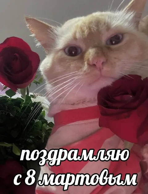 Кот поздравляет с 8 мартовым