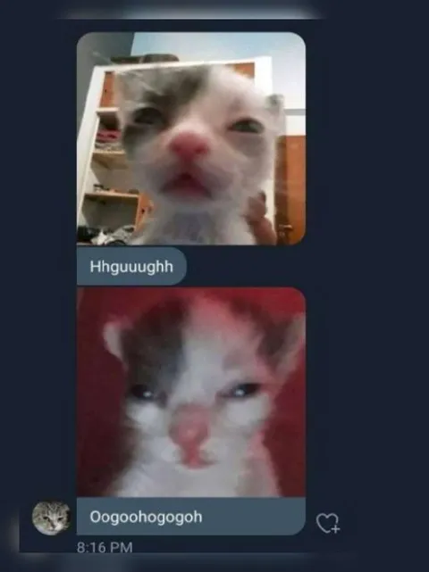 Cats Making Unintelligible Sounds