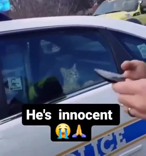 Innocent Cat in the Police Car