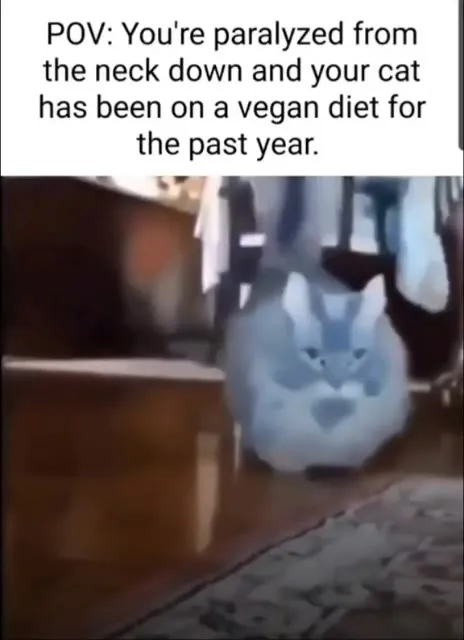Vegan Cat Approaches a Paralyzed Owner