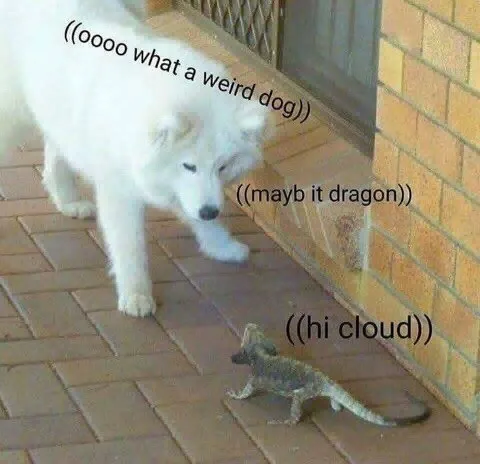 What a Weird Dog
