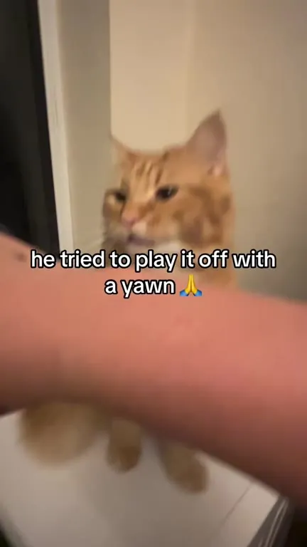Cat Tries to Play It Off