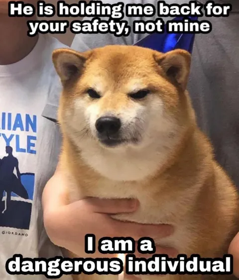 Dangerous Individual Shiba Inu