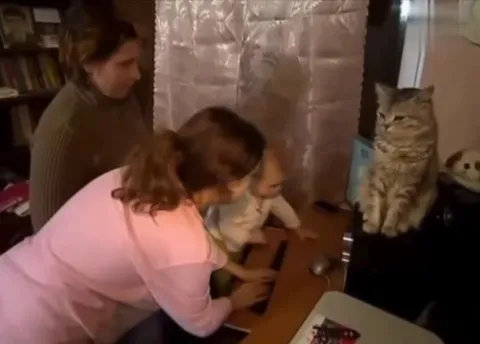 Кот наблюдает за семейным хаосом