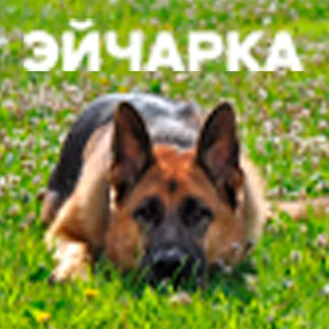 Эпичная немецкая овчарка