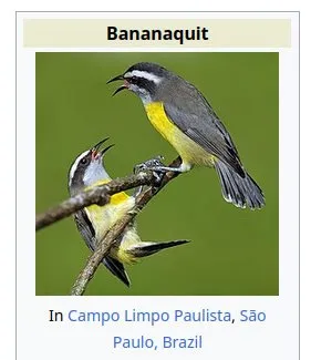 Bananaquit Says Goodbye