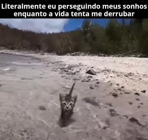 Gato perseguindo seus sonhos
