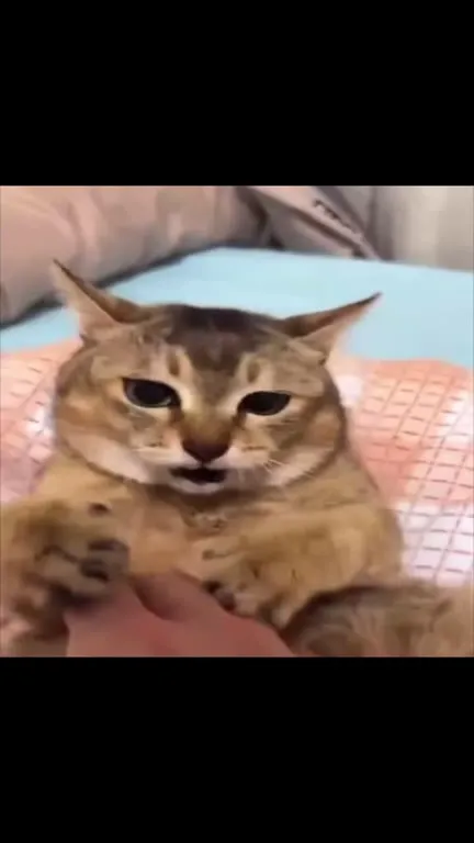 Самая грозная кошка