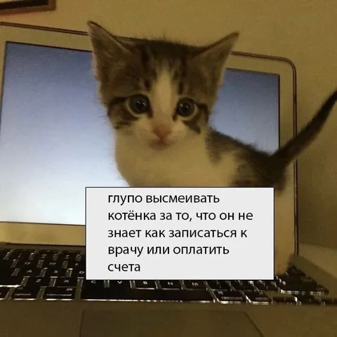 Котёнок не умеет записаться к врачу