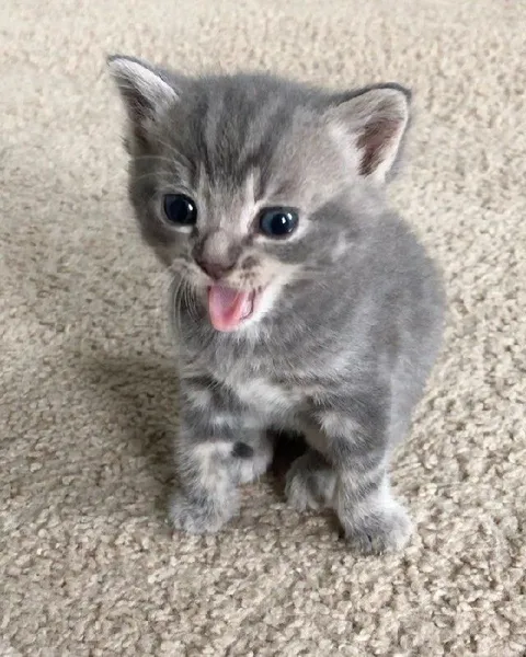 Кричащий серый котёнок