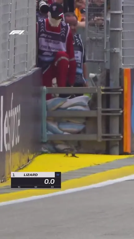Lizard Wins the Race