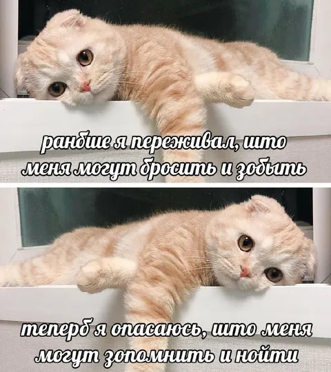 Кот боится, что его найдут