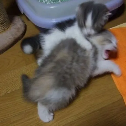 Котёнок яростно нападает на котёнка