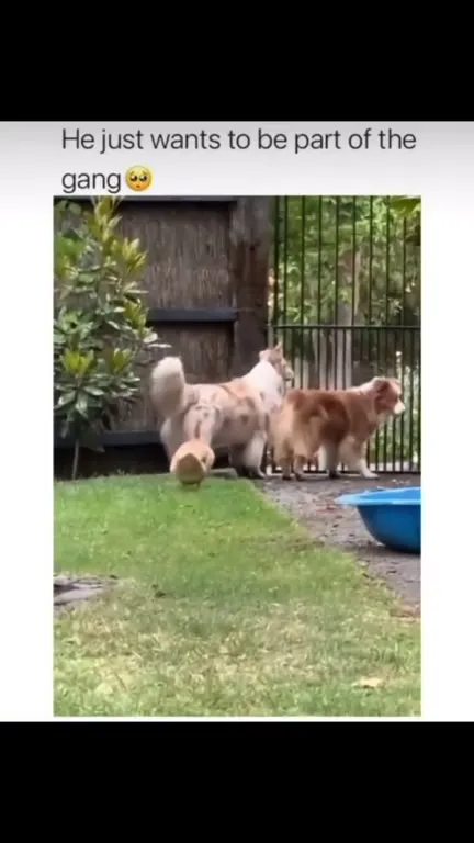 He Just Wants to Join the Gang