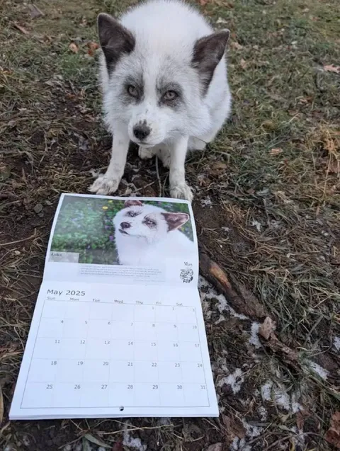 Fox Finds Its Calendar Portrait
