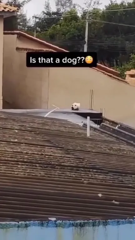 Is That a Dog?