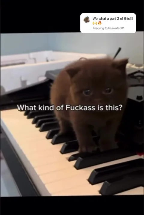 What Kind of Fuckass Is This?