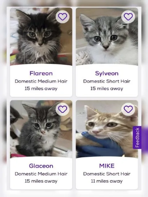Cat Dating Profiles with Pokémon Names