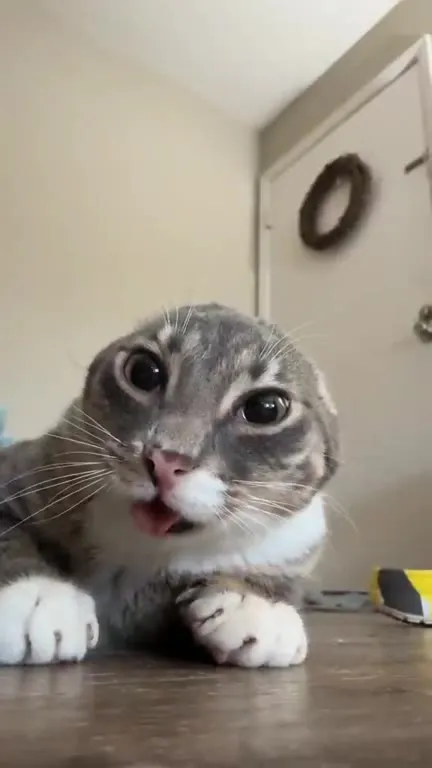 Кот с высунутым языком