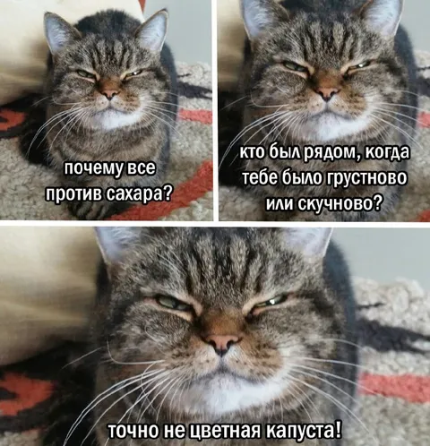 Кот против сахара