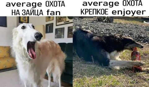 Охота на зайца против крепкого