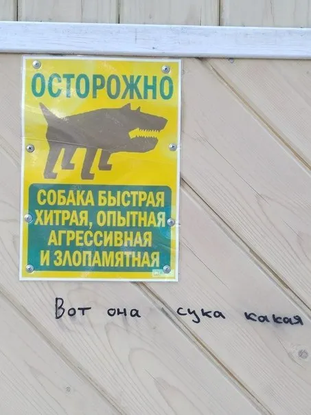 Вот она какая, собака